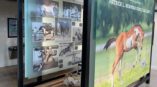 Paint Horse acrylic signs