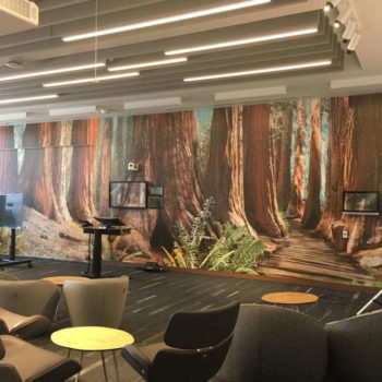 Full length, life size digital wall mural of redwood trees in office building
